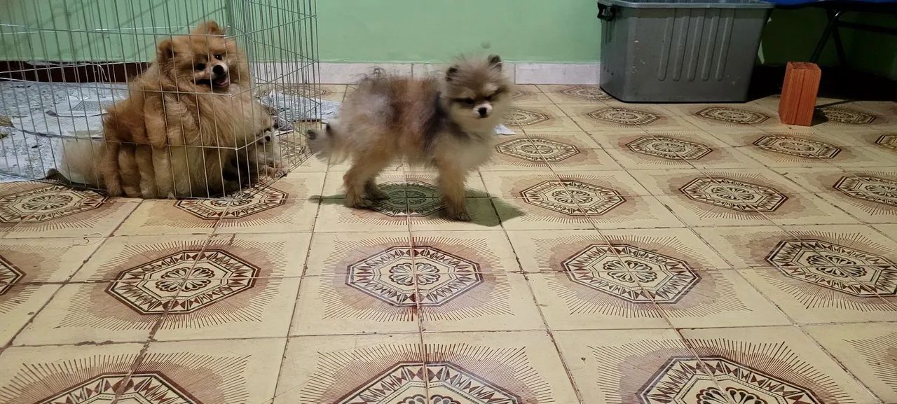 filhotes de Spitz Alemão - Foto 4