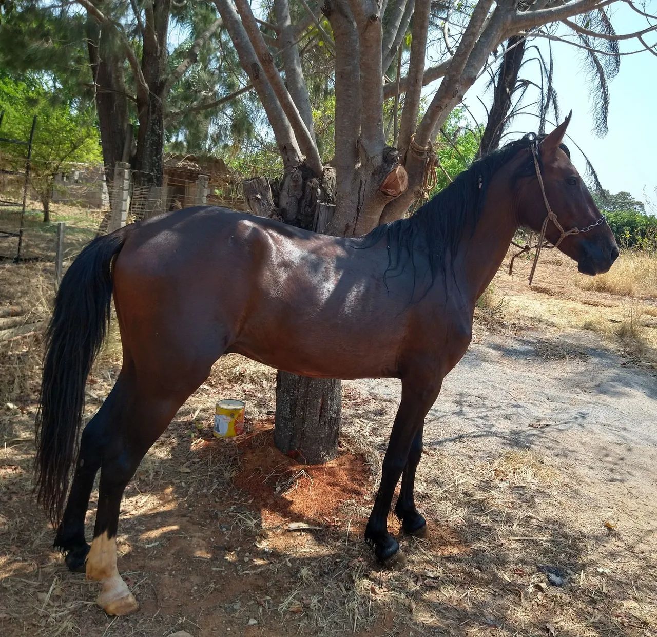 Cavalo Mangalarga Marchador - Foto 2