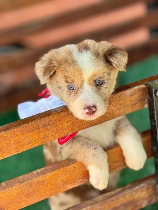 Macho Border Collie.// Red  Merle 