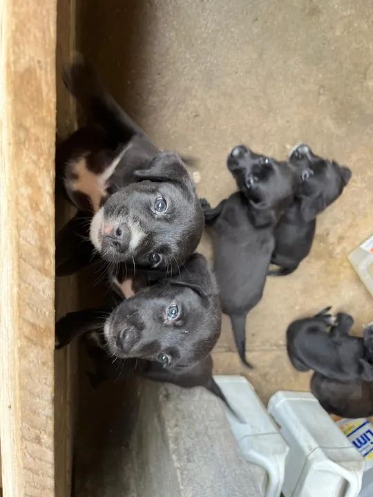 Doa-se filhote de cachorros  - Foto 5