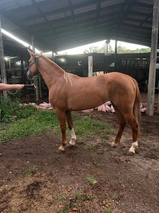 Égua Documentada, 4 anos, Craque! - Foto 4