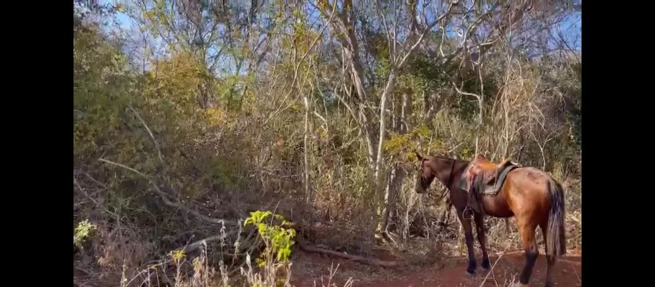 Area 240 Hecatres!! Escriturada e Geo Referenciada!!!Aceita veiculo e Imovel... - Foto 5