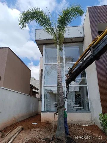 Palmeira Rabo de Raposa ? - Foto 4