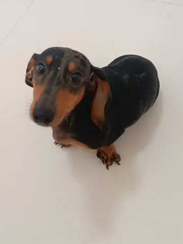 Mini discount dachshund olx