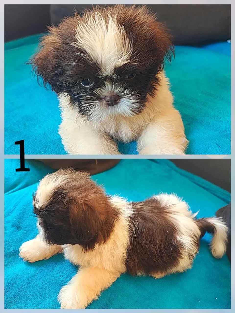 Filhote Shih Tzu