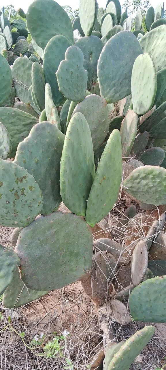 Palmas para ração animal e plantação 300,00 o milheiro 