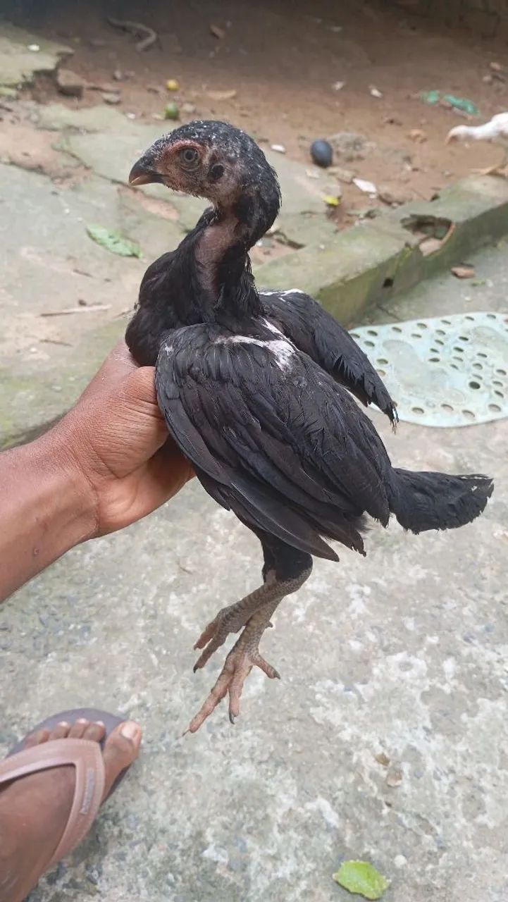 Pinto franga de raça misturada com ganoi  - Foto 2