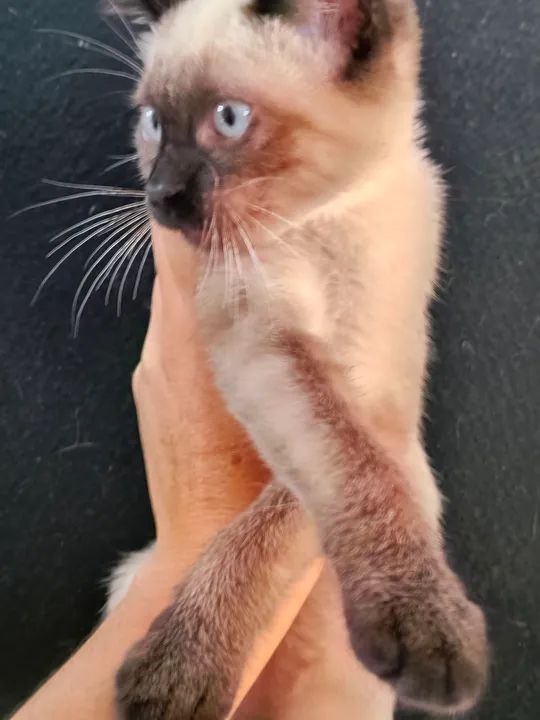 Gatinho Siamês disponível  - Foto 4