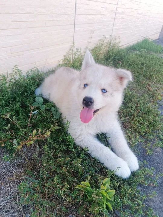 Filhotes de Husky Siberiano - Foto 6