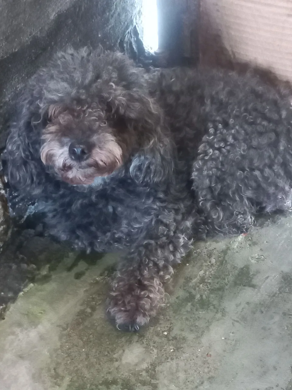 Poodle para namora