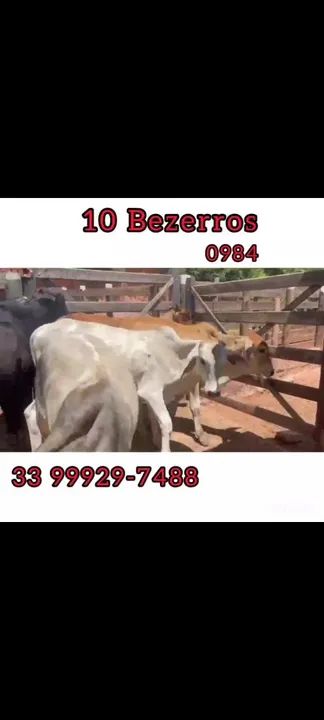 10 bezerros  - Foto 3