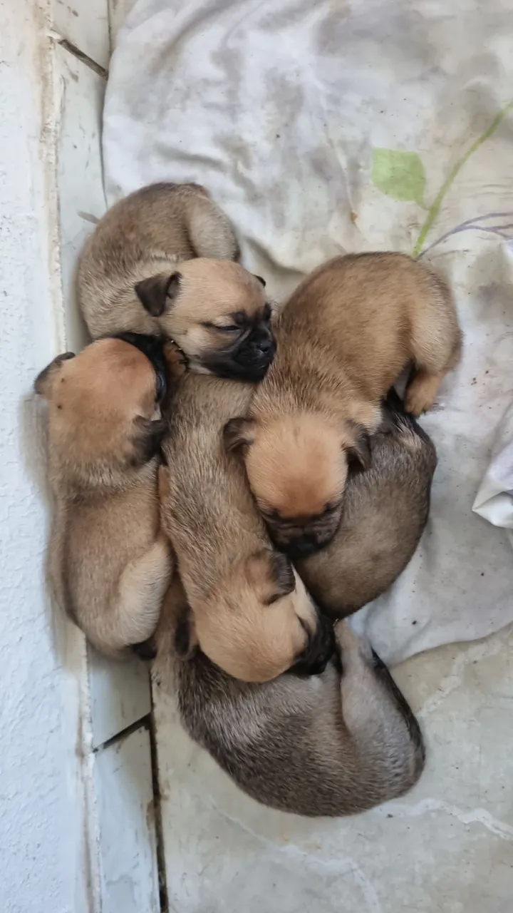Filhotes de Pug