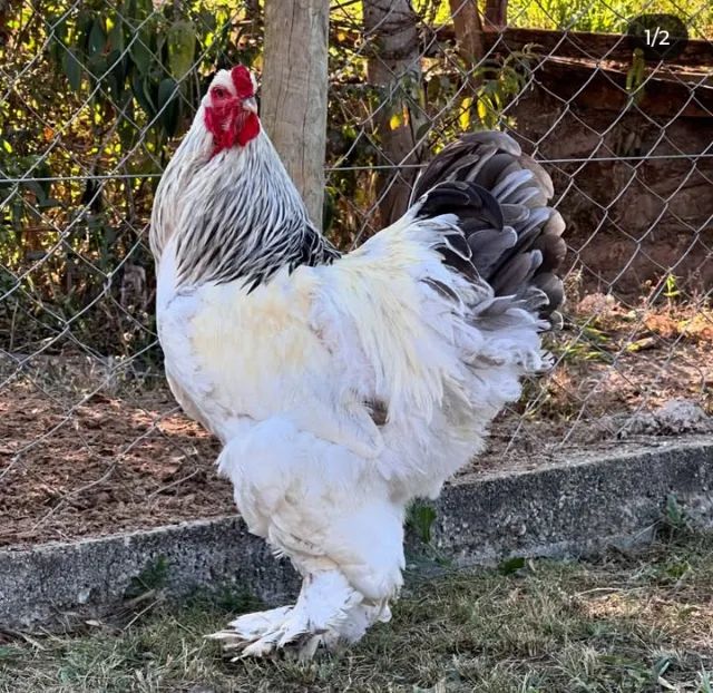 Galinhas Brahma