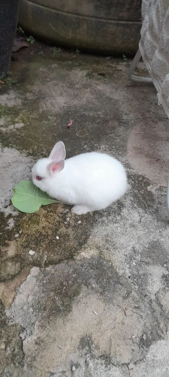 Coelho holandês branco  - Foto 5