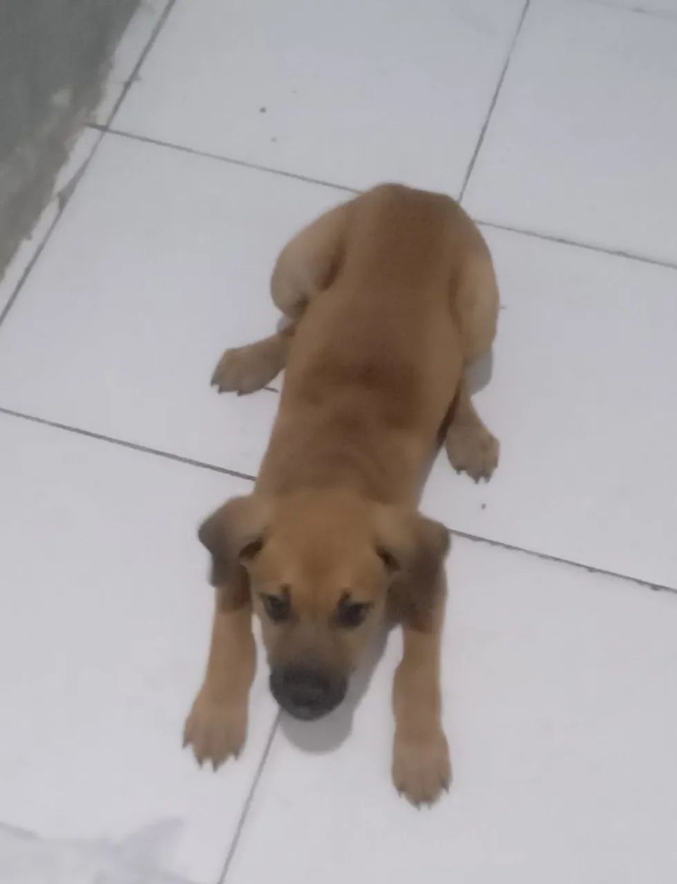 Filhote de cachorro