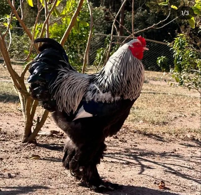 Galinhas Brahma - Foto 4