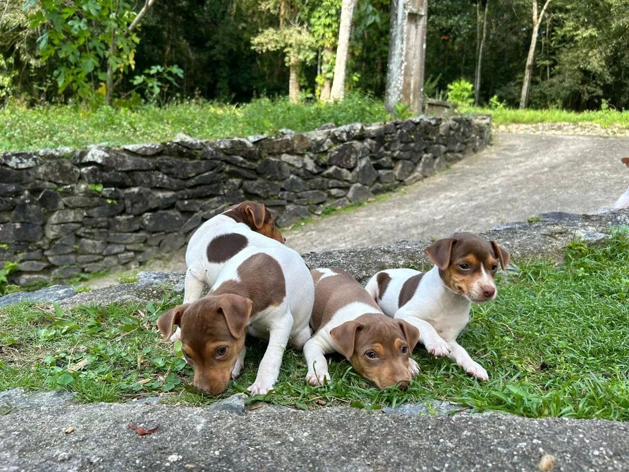 Filhotes de Fox Paulistinha (Terrier Brasileiro) - Foto 5
