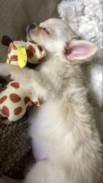 Chihuahua filhote fêmea  - Foto 3