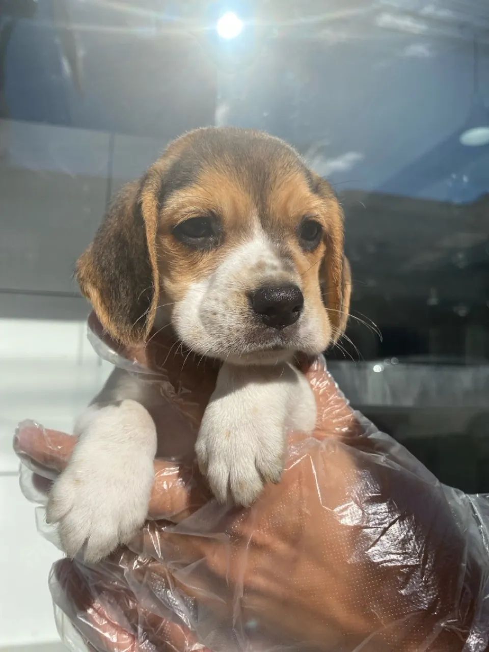 Lindos beagles mini 