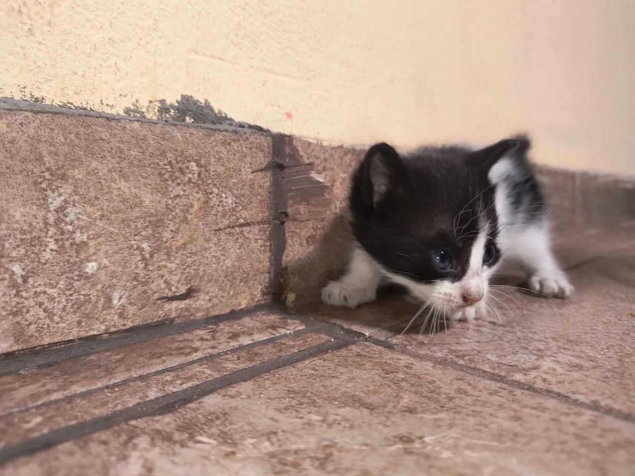 Lindo Gatinho macho - Foto 2