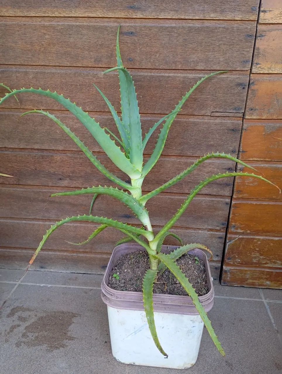 Muda de Babosa Aloe Arborecens 40cm - Foto 3