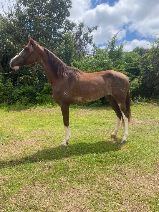 Égua manga larga top na marcha novinha  - Foto 5