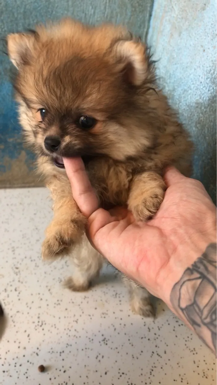 Spitz Alemão
