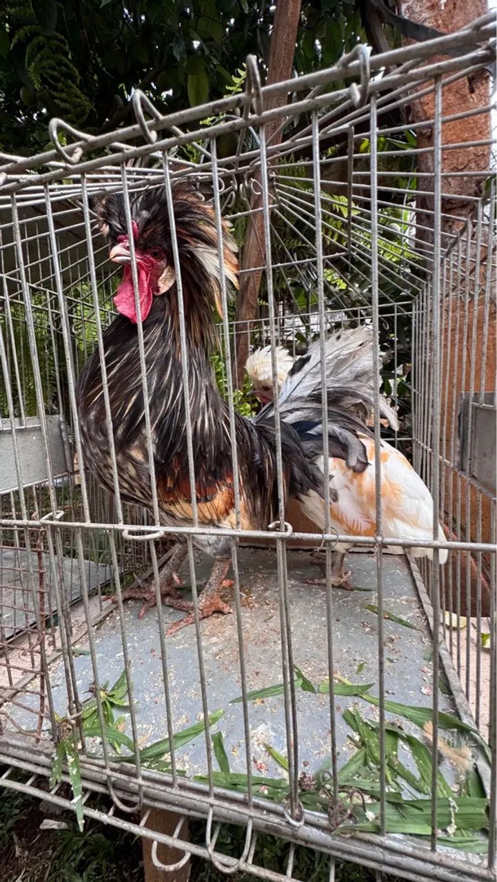 Casal de galo e galinha polonesa  - Foto 4
