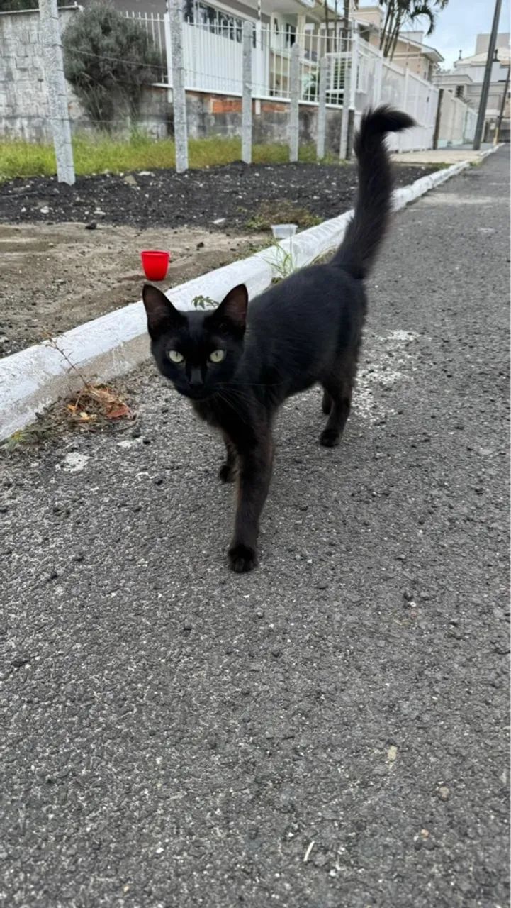 gato preto para adoção 