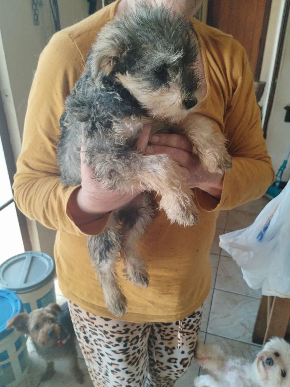 Filhote de Schnauzer - Foto 4