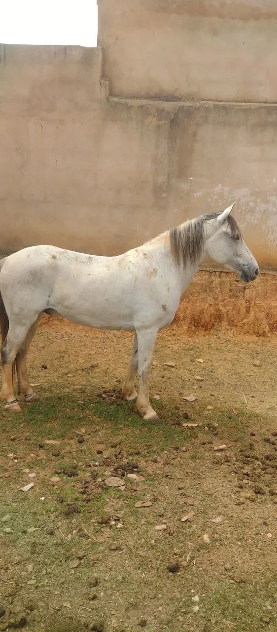 Cavalo manga larga pura da raça  - Foto 3