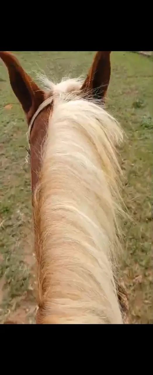 Cavalo mangalarga  - Foto 3