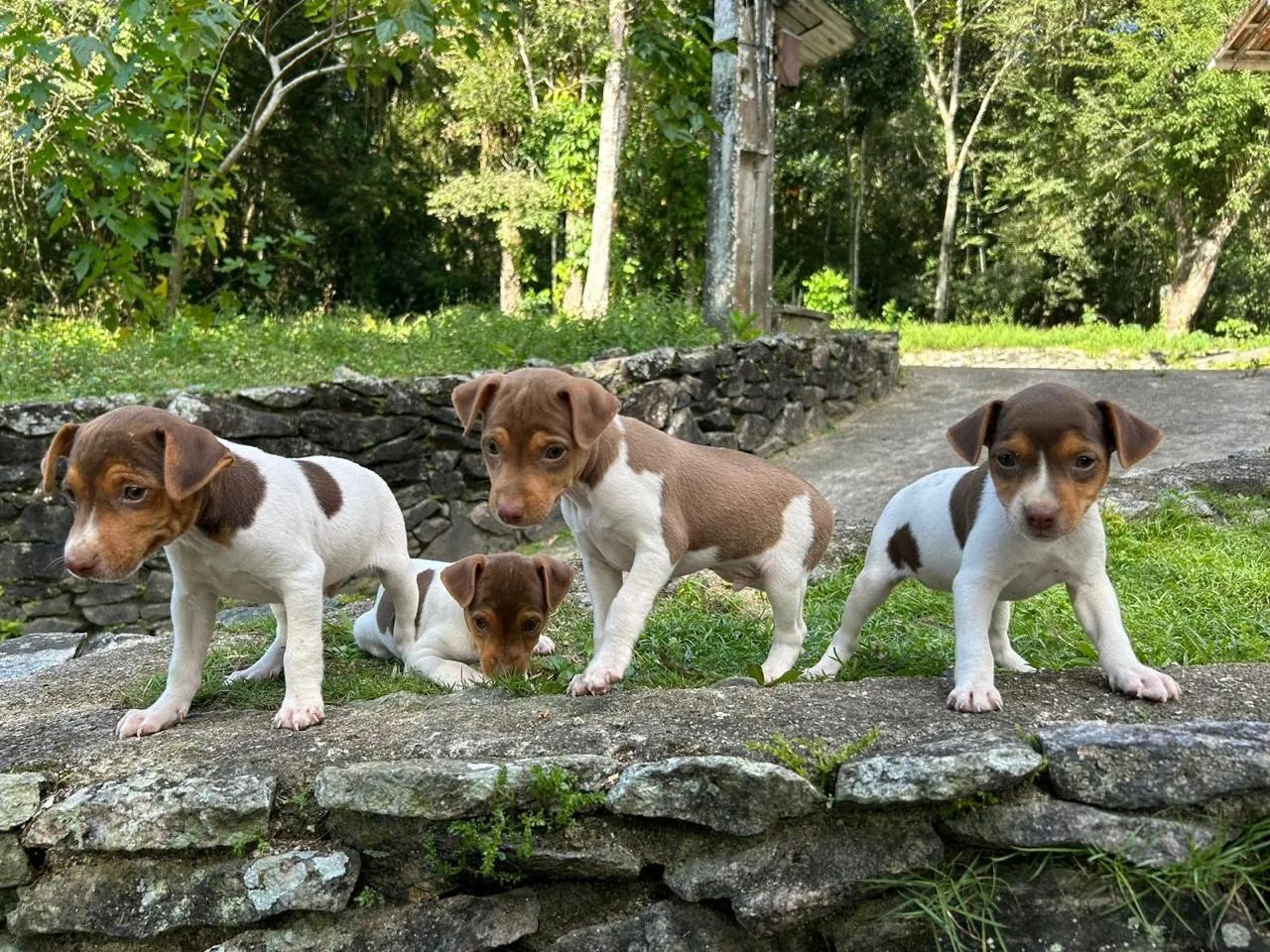 Filhotes de Fox Paulistinha (Terrier Brasileiro) - Foto 4