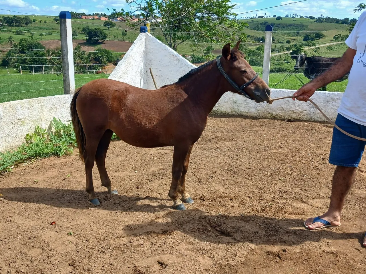 Ponei fêmea 1 ano e 4 meses muito docil