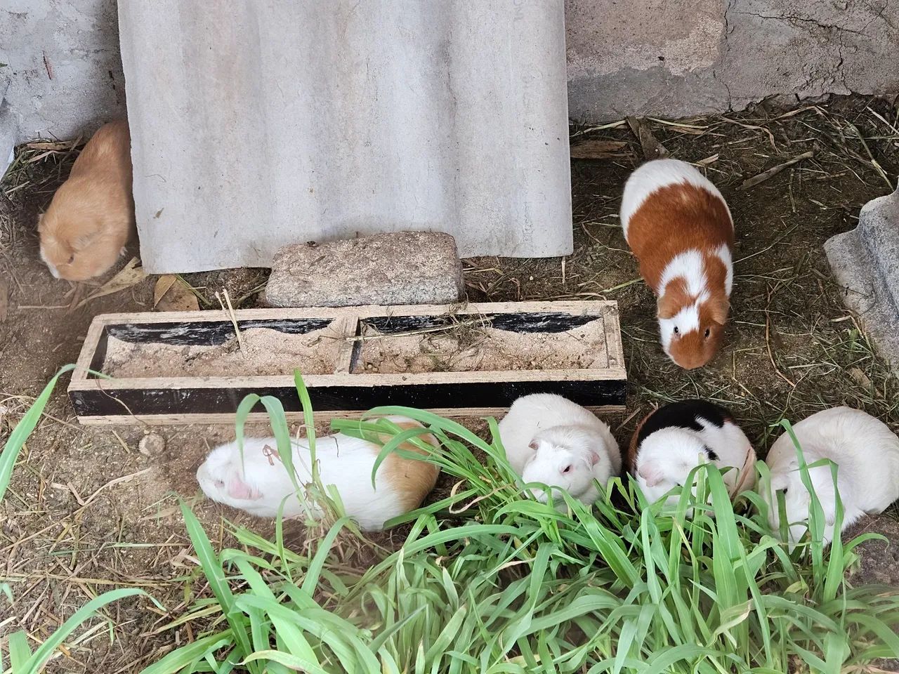 Cuy peruano  - Foto 4