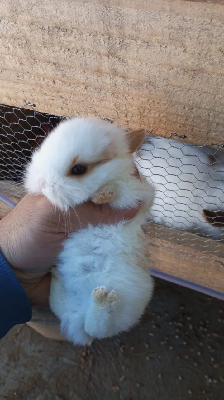 Coelhos Mini Lion 