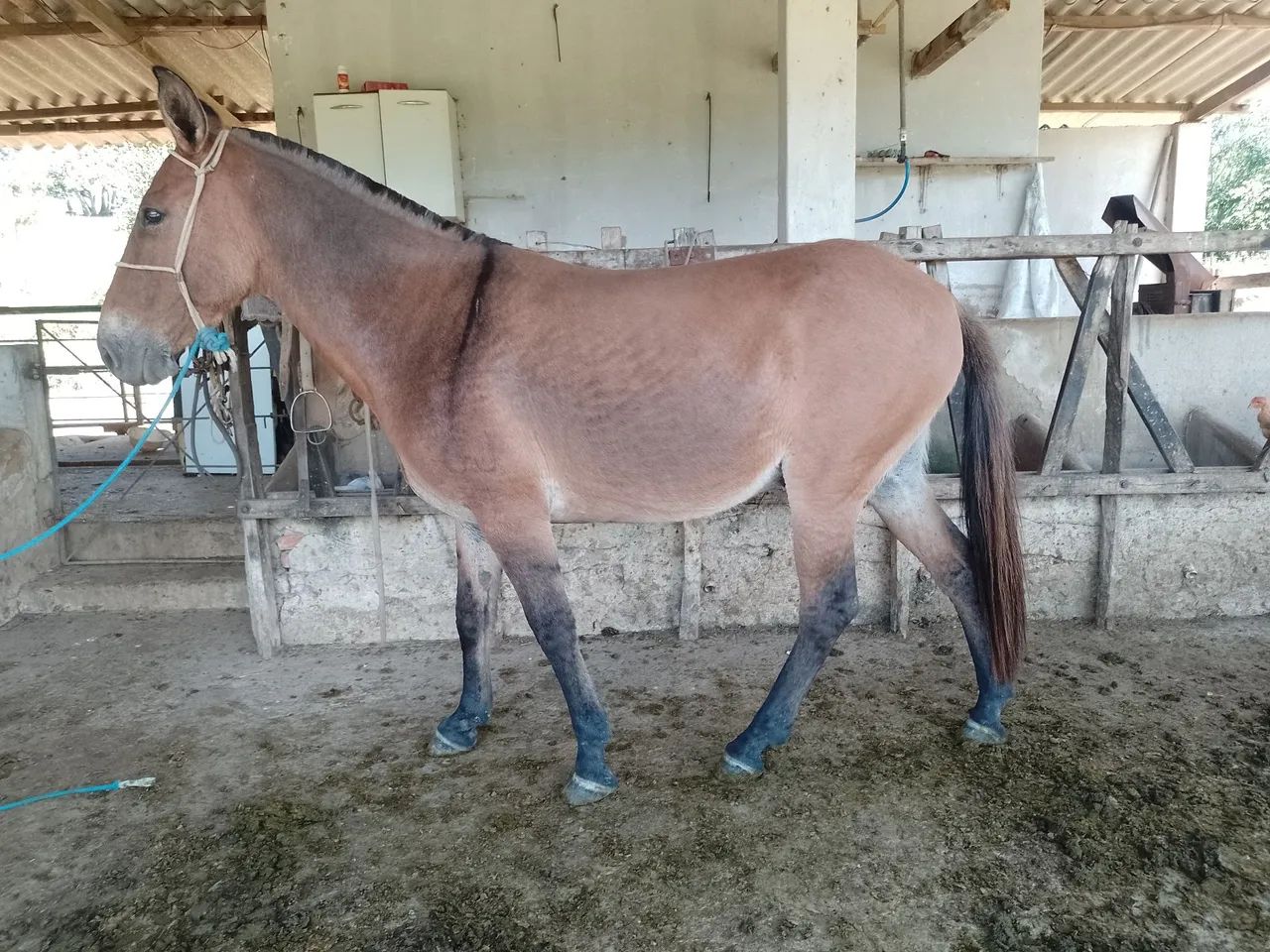 Equino - Foto 2