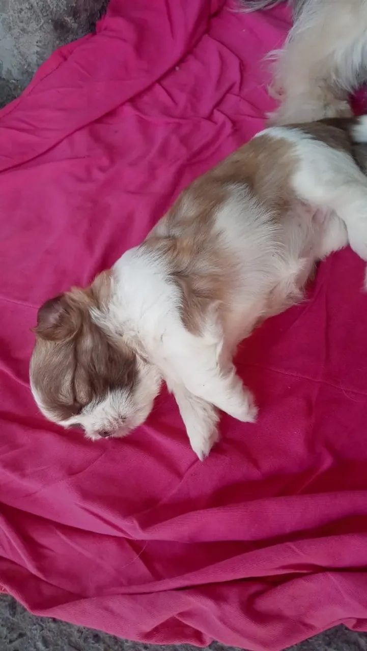 Filhote de Shih Tzu para venda'telfn pr contato *49