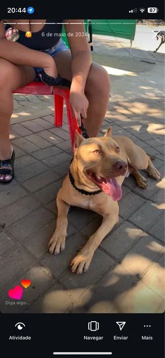 Pitbull disponível para adoção