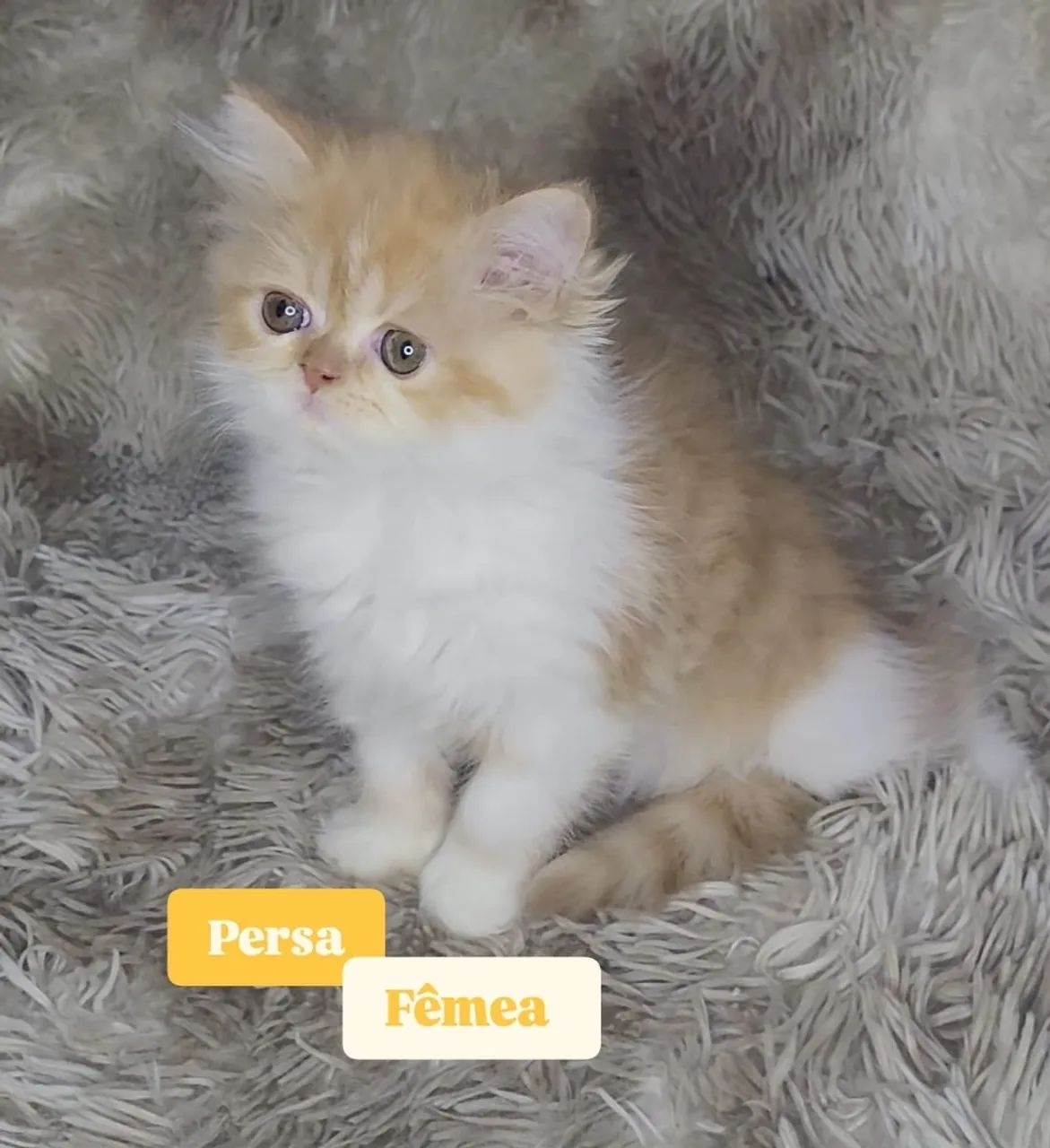 Gata persa  - Foto 6