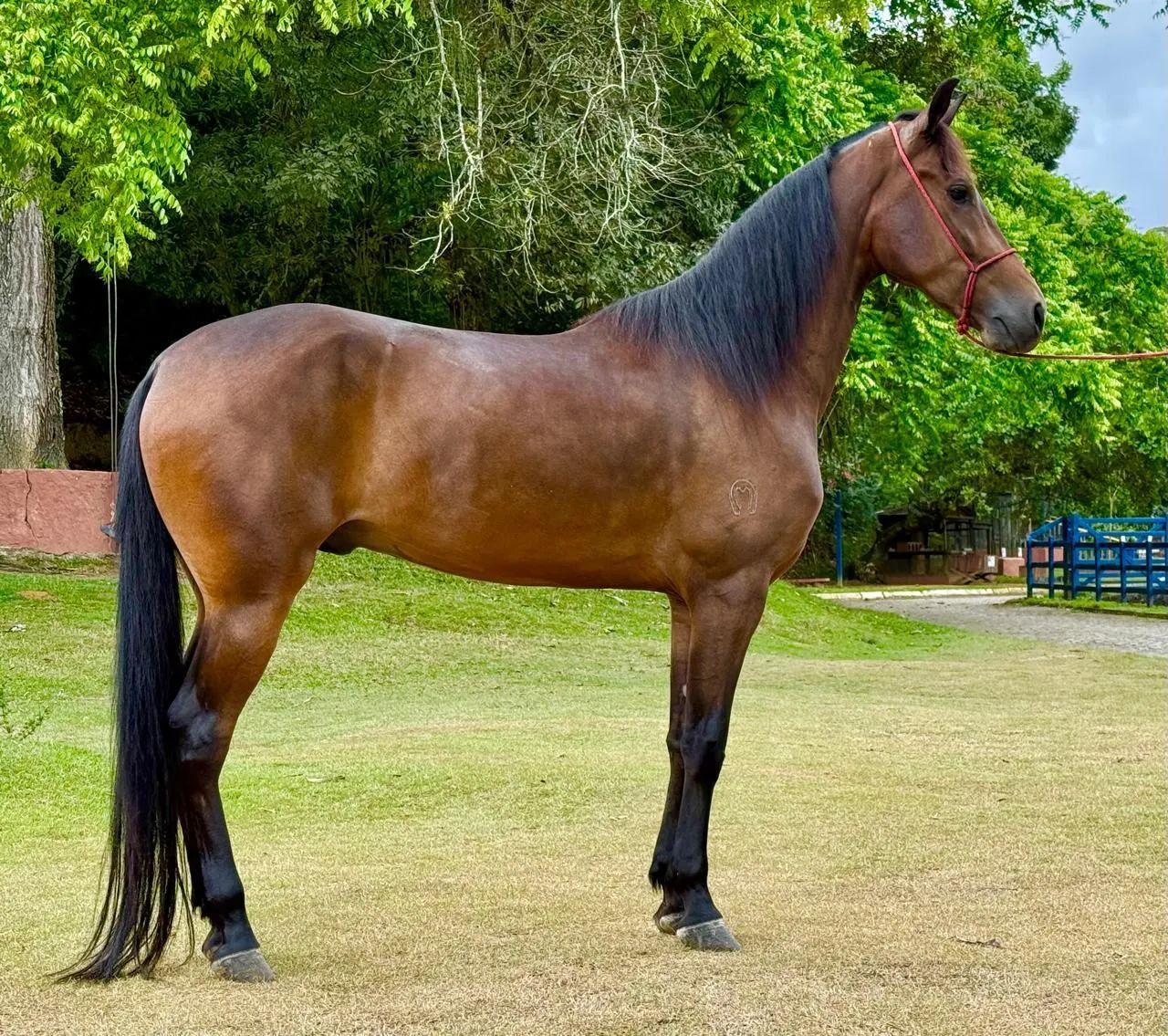 Cavalo Mangalarga  - Foto 4