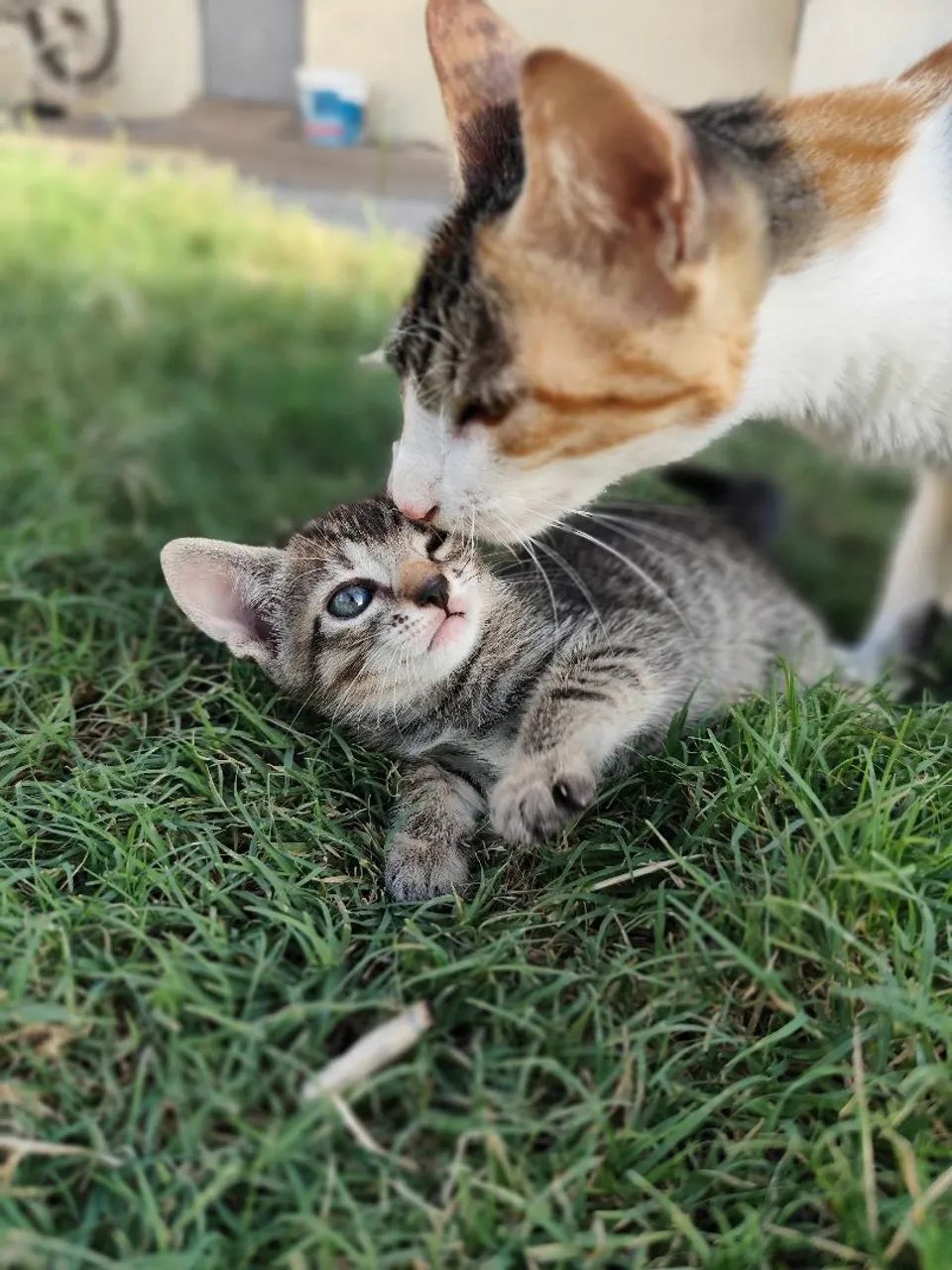 Gatinhos fofinhos para adoção responsável - Foto 2