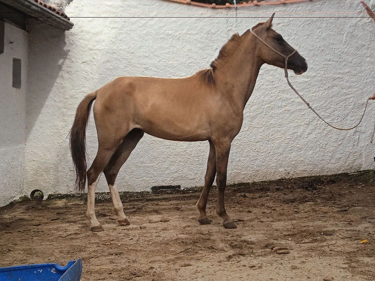 Potro Mangalarga Marchador