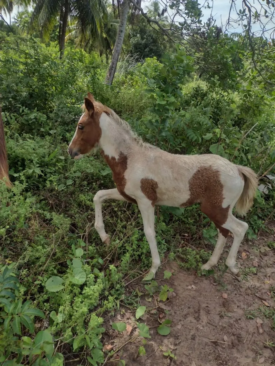 Potra Paint Horse - Filhote de Paint Horse para venda