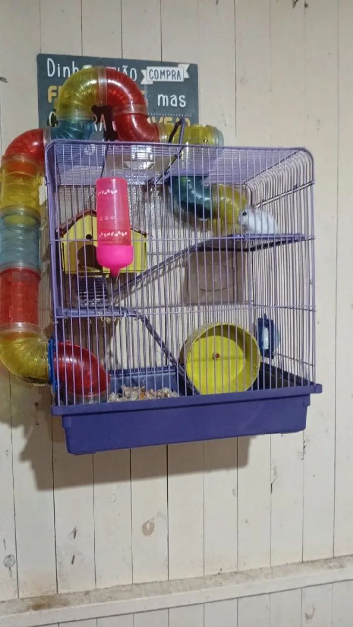 Casal de  hamister com a gaiola  - Foto 2