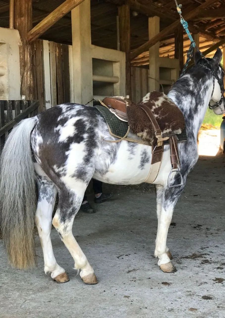 Cavalo criolo Oveiro