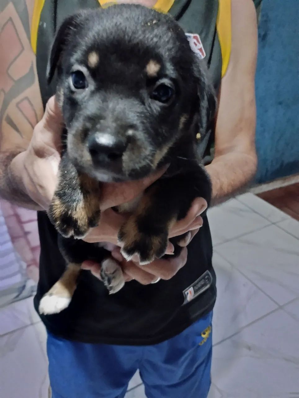 Filhote de cachorro eles são misturado a mãe é rottweiler