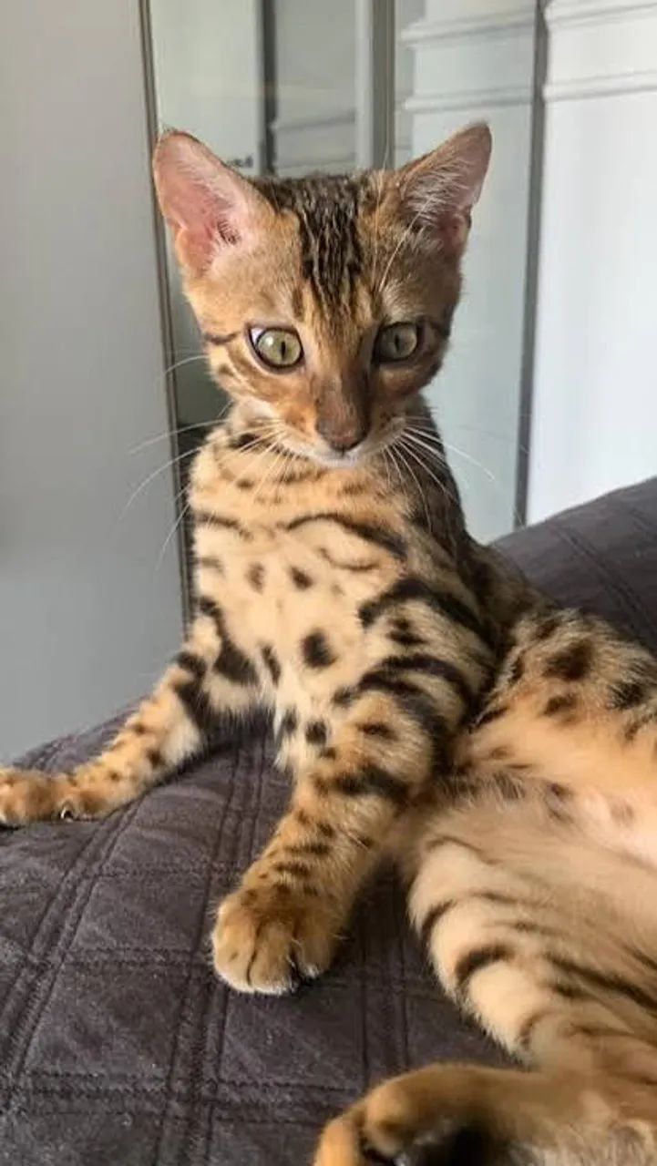 Gato de bengala - Foto 5