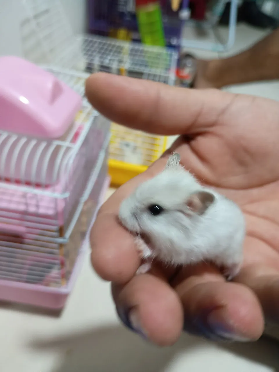 Hamster Anão Russo Bebê - Pelúcia Branca