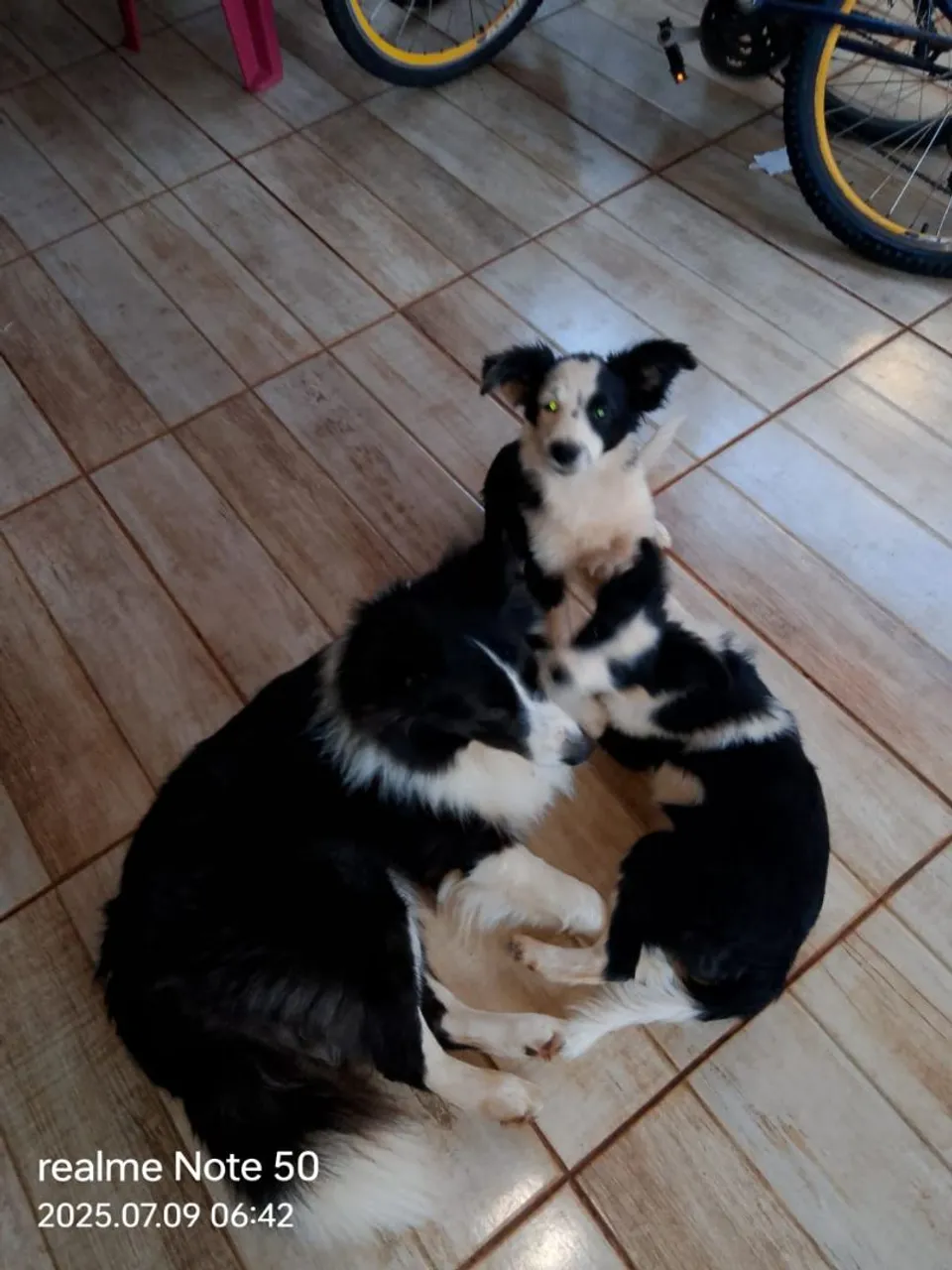 Filhotes Border Collie para venda